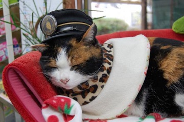 Gata rescatadora