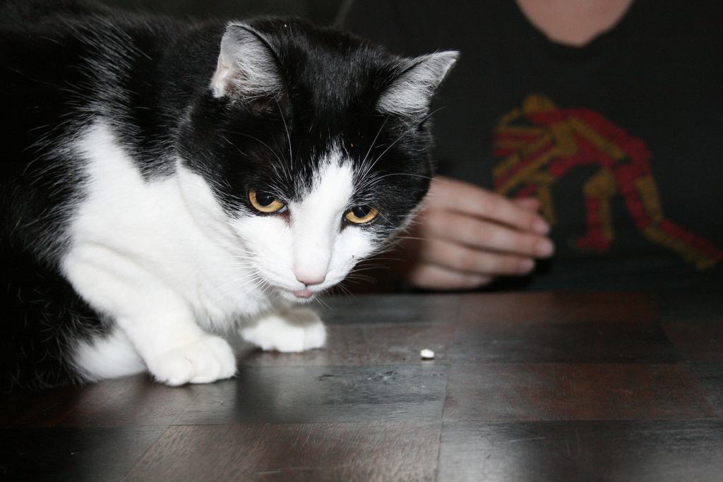 El gato escupió la pastilla