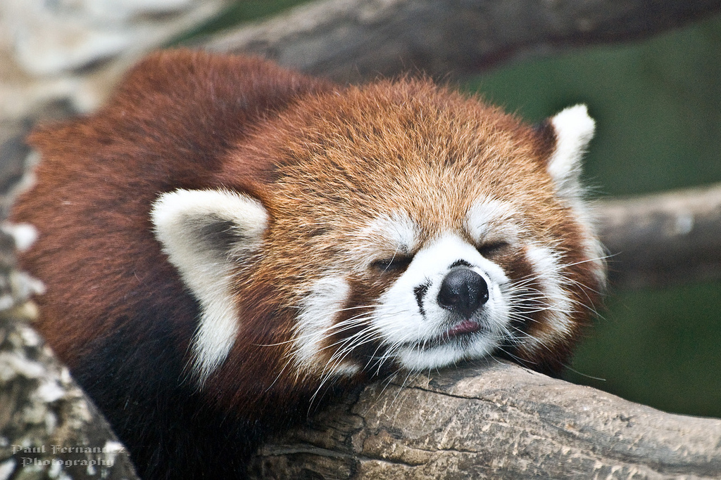 panda rojo, especie en peligro de extinción, Libro Rojo, animales raros