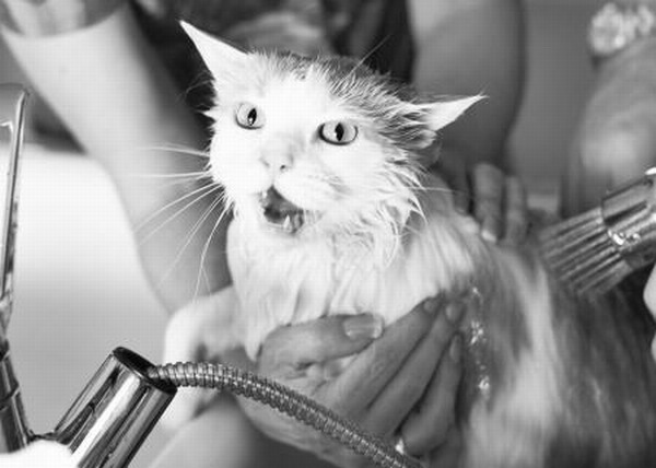 bañar a la gata, con qué frecuencia bañar a la gata, reglas para bañar a la gata, cómo bañar correctamente a la gata
