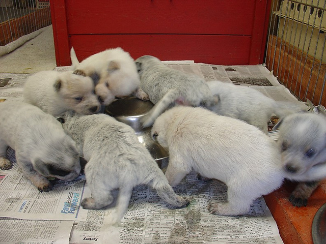 La rutina de alimentación es muy importante para la futura salud del cachorro.
