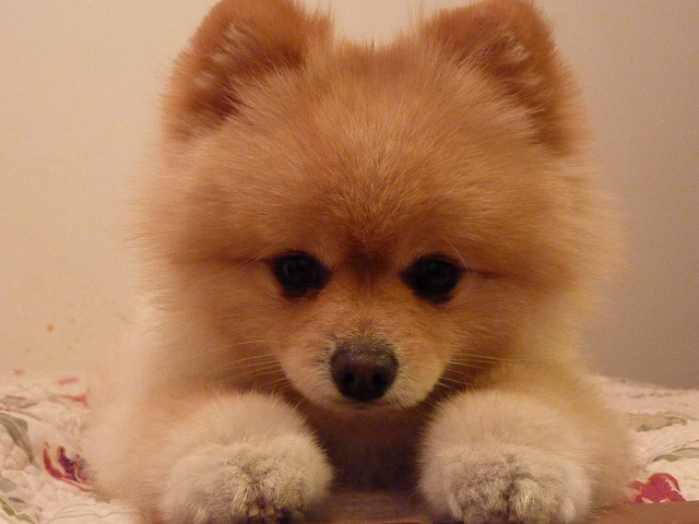 Cachorro de pomerania