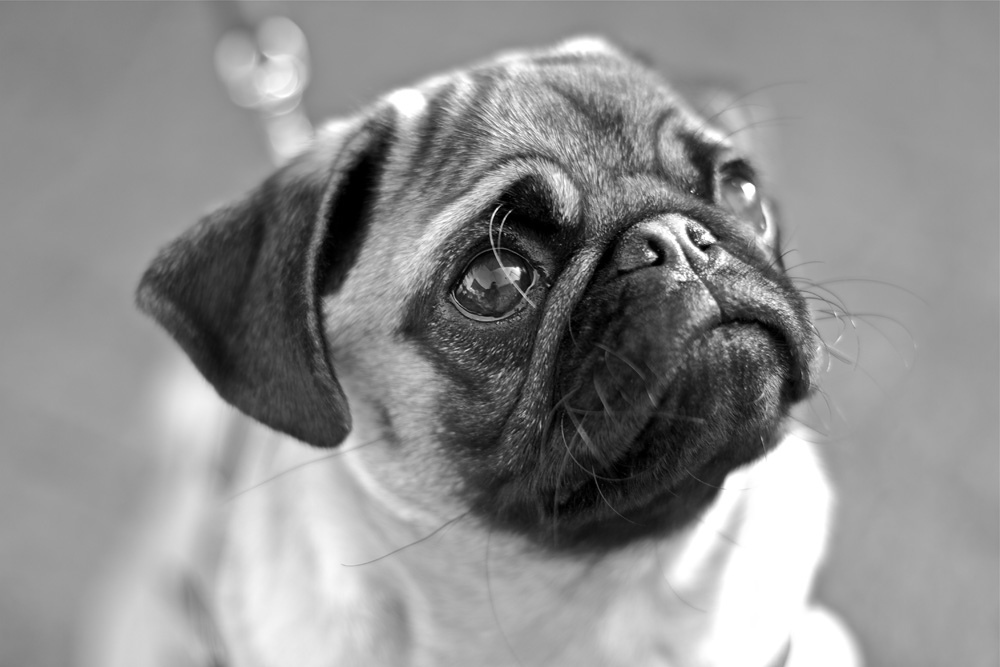 carlino blanco y negro