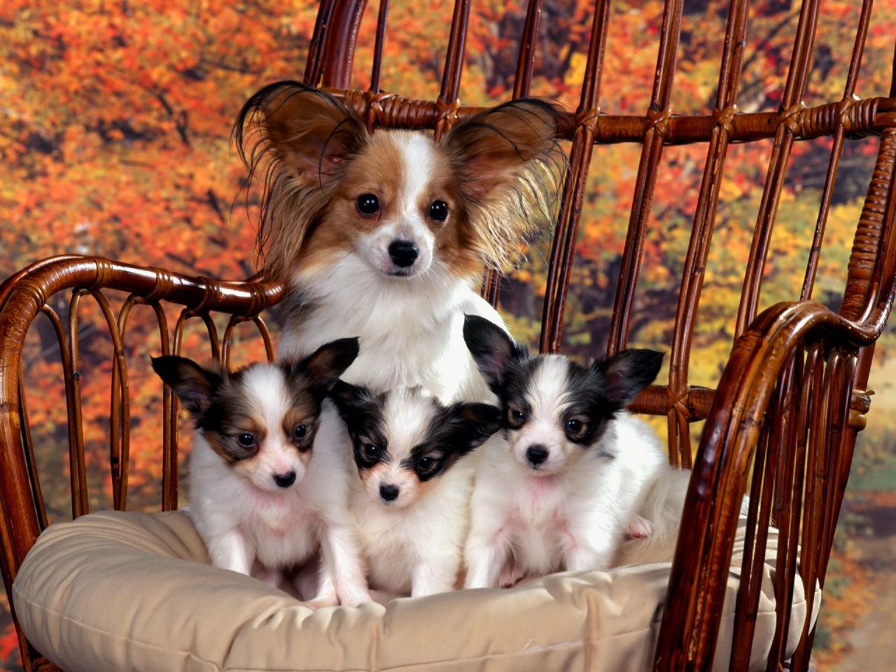 Papillón y cachorros