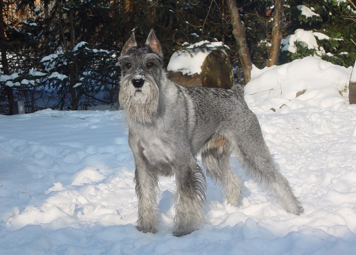 schnauzer mediano en la nieve