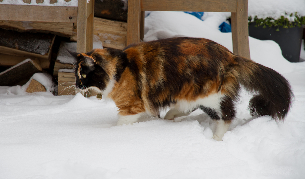 Schildpattfärbung der Maine Coon