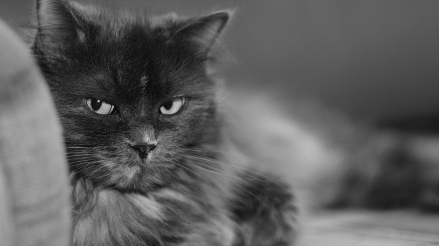 gato ofendido