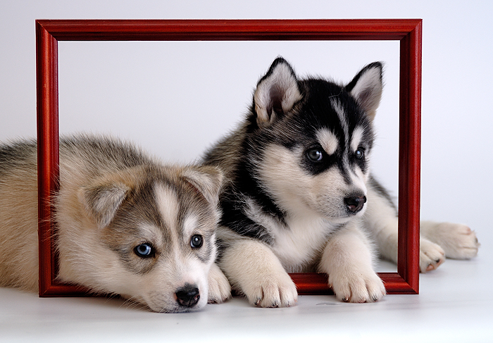 Dos cachorros de husky