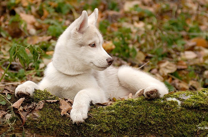 cuidado del husky siberiano