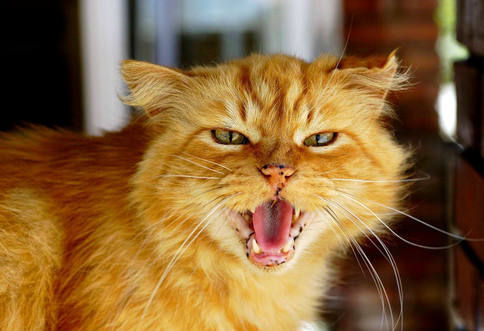 el gato se venga de su dueño