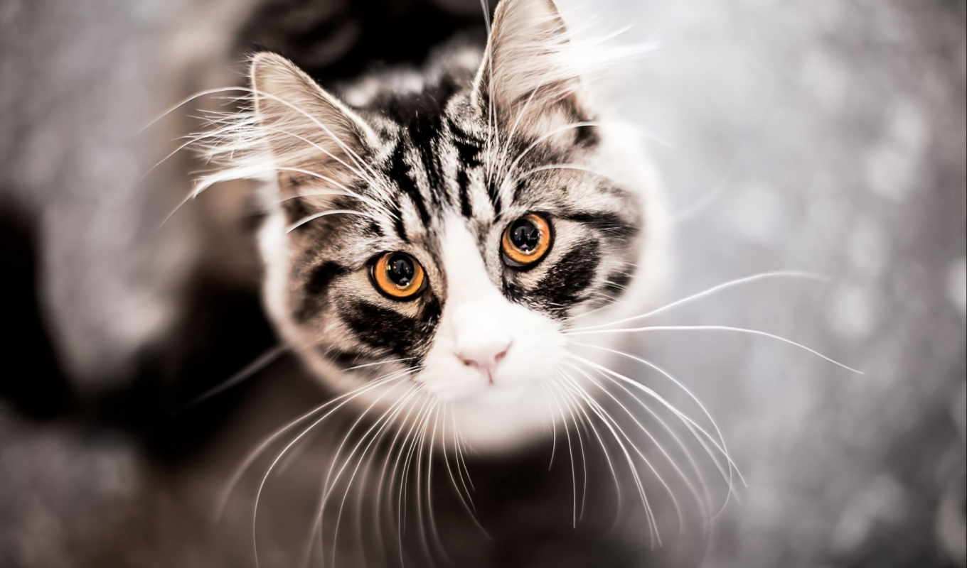 bigotes de gato