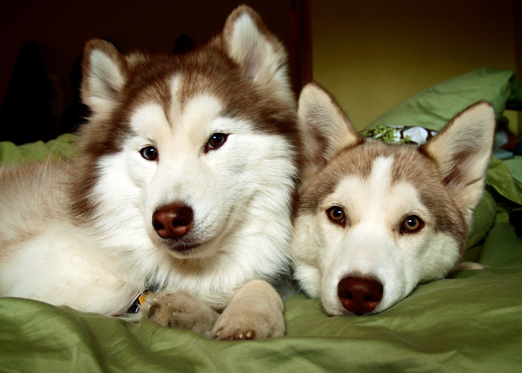 carácter de los huskies siberianos