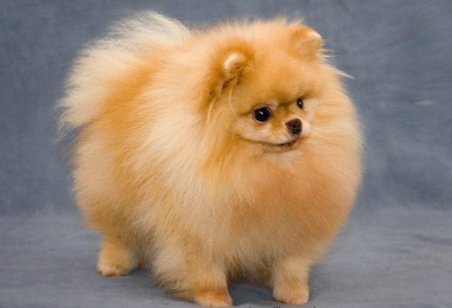 Spitz, raza de perro Pomerania
