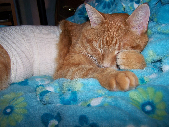 tratamiento de la gastritis en gatos