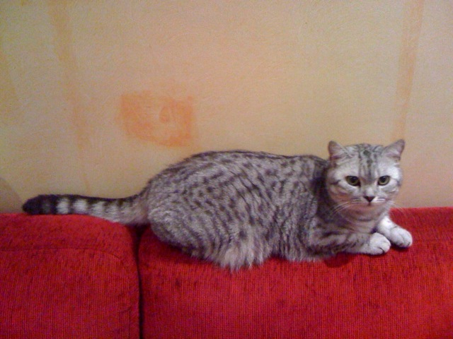 Gato británico moteado