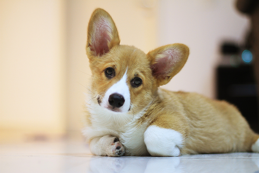Un perro de la raza welsh corgi tumbado en el suelo