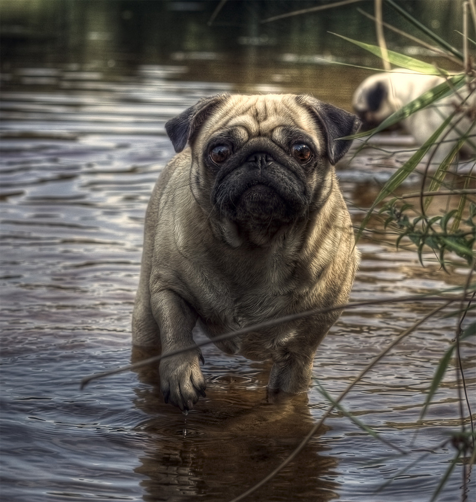 pug en el agua