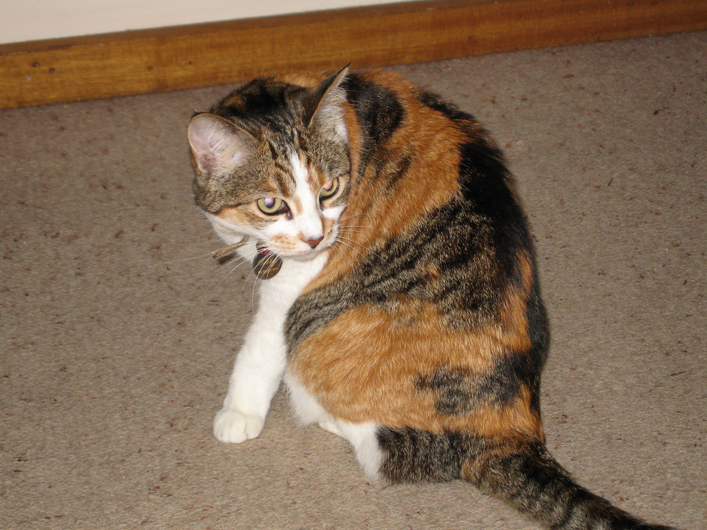 Gato carey calico