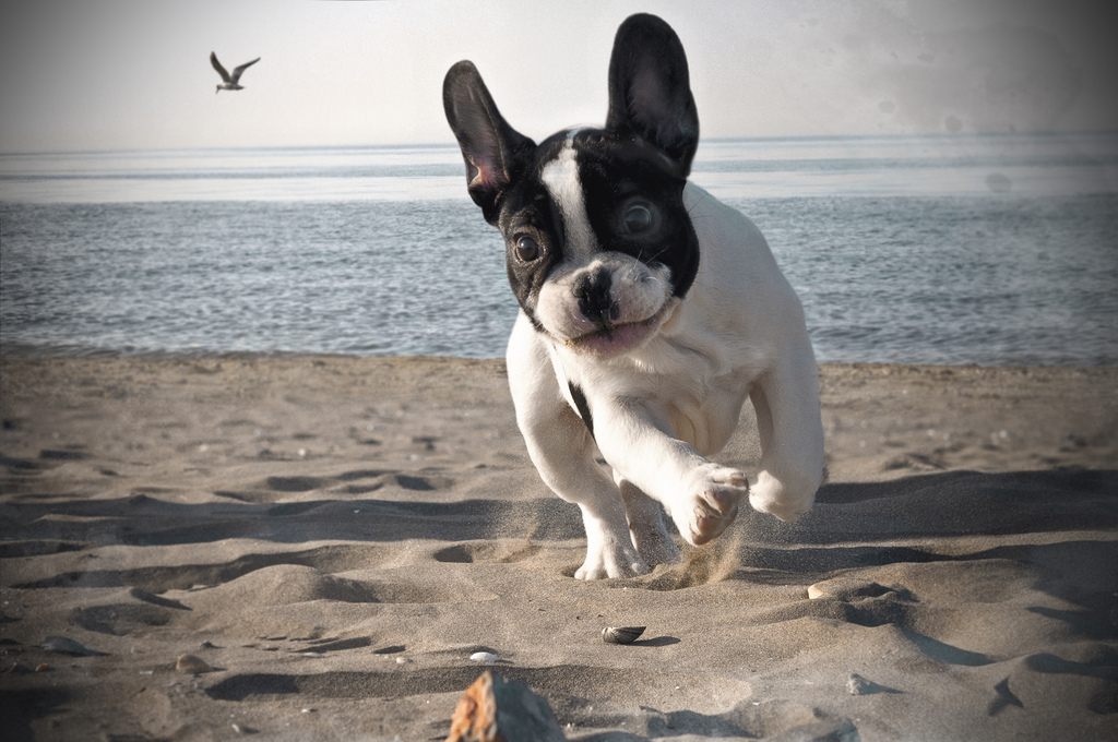 Bulldog francés jugando