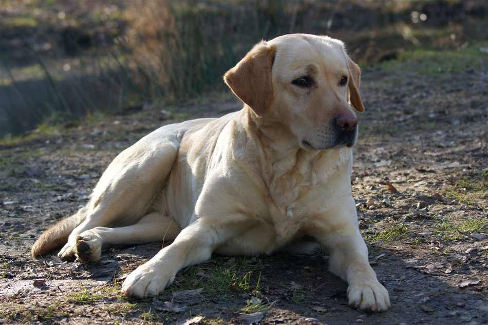 Labrador tumbado en el suelo