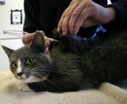 Microchip en gatos