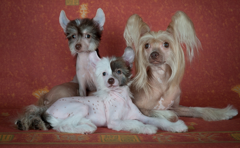 Perro chino crestado y sus cachorros