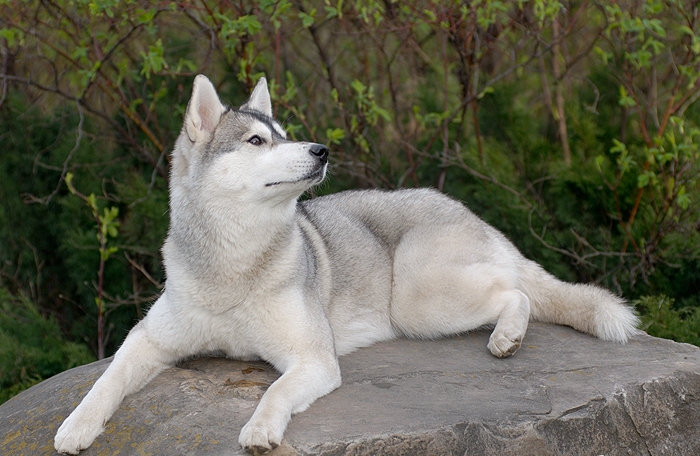 Husky siberiano en una fotografía