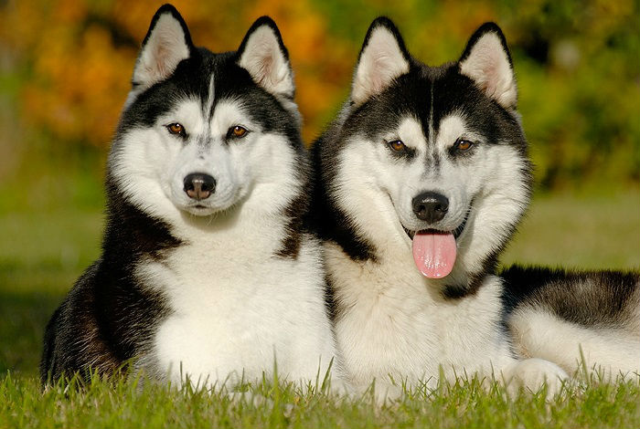 apariencia del husky siberiano