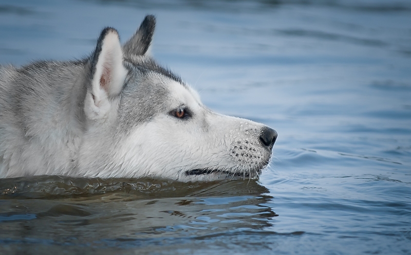 Siberian Husky