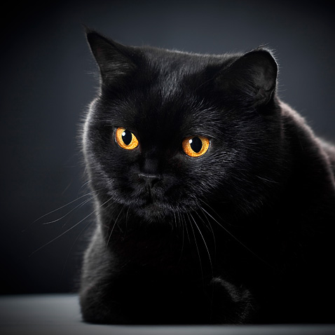 Gato británico negro