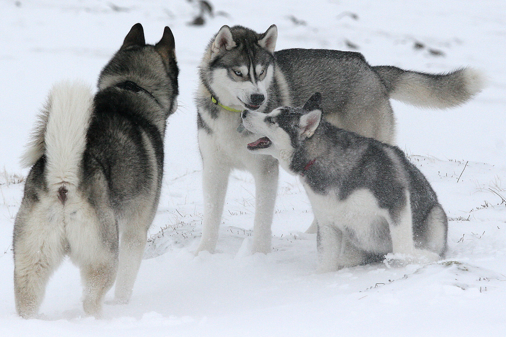 Huskies siberianos