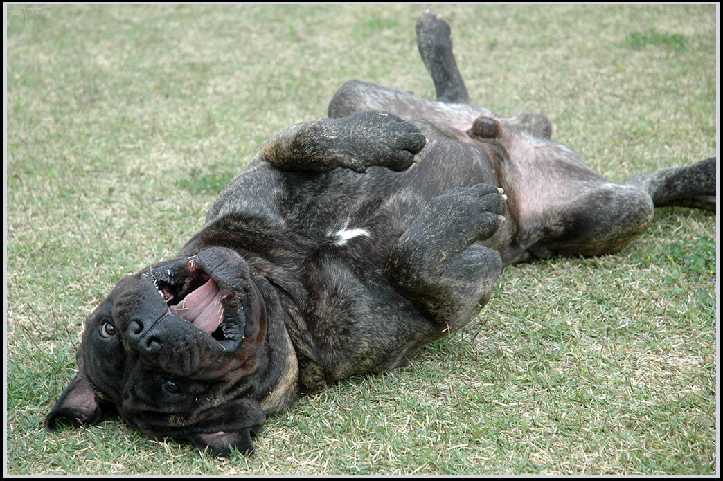 Bulmastiff