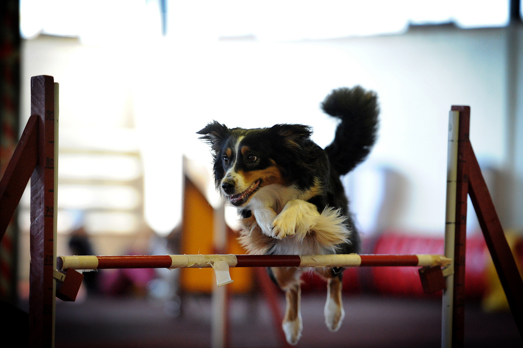 curso general de adiestramiento de perros