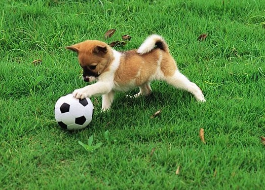Juegos de animales