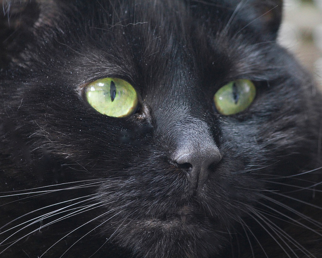 Un gato negro en casa: para la salud y la tranquilidad de todos los miembros de la familia
