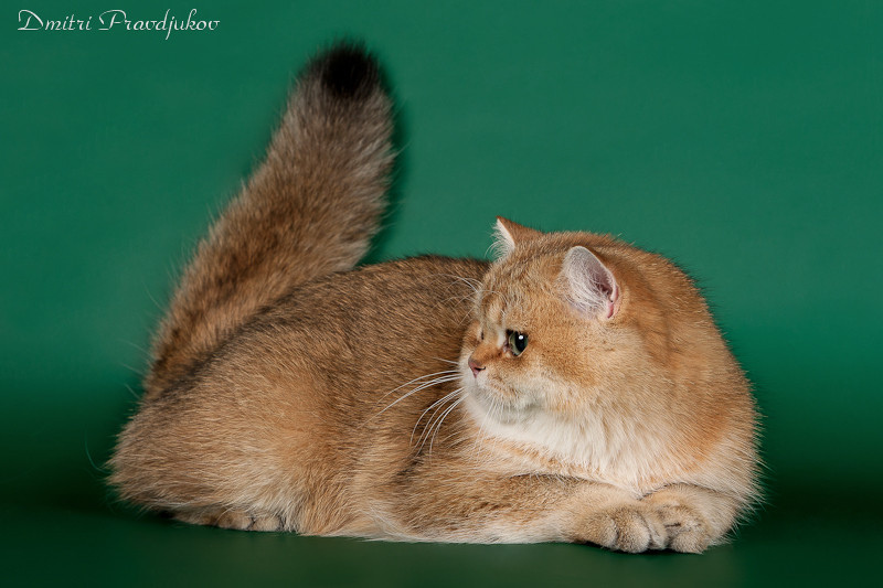 gato británico chinchilla dorado
