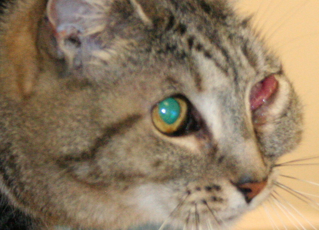 Conjuntivitis en gato