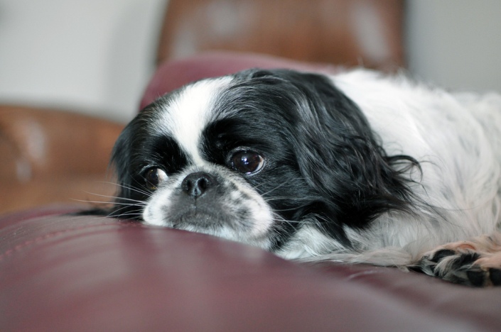 spaniel japonés