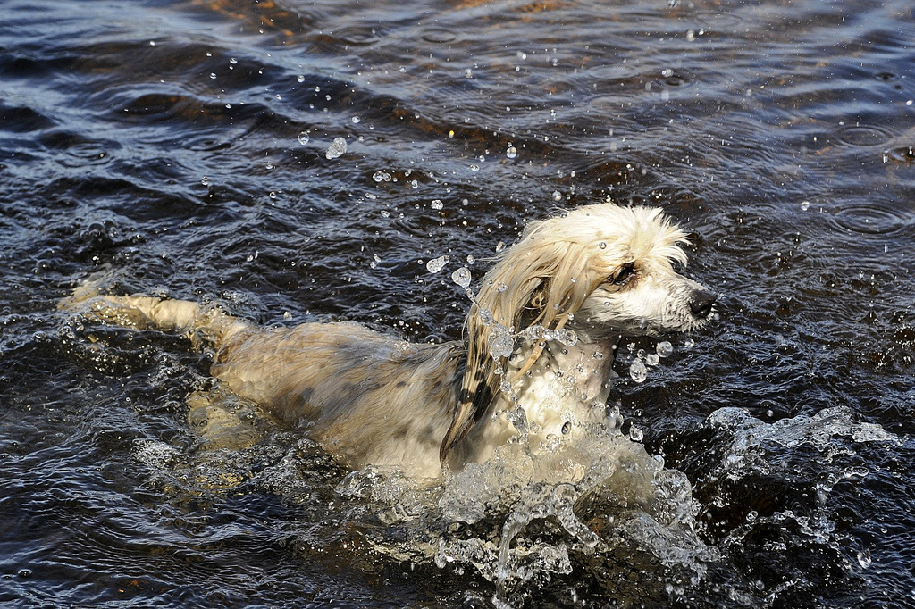 Perro chino crestado en el agua