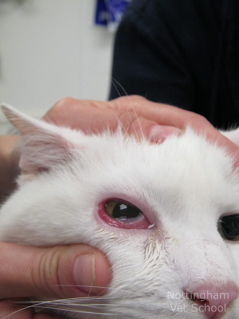 Antes del tratamiento de la conjuntivitis