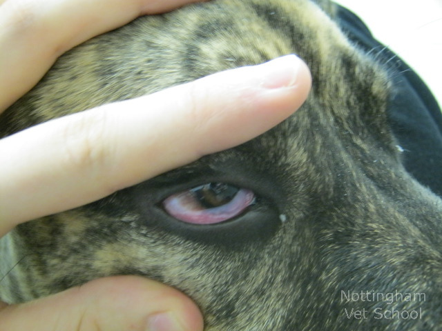 conjuntivitis en perros