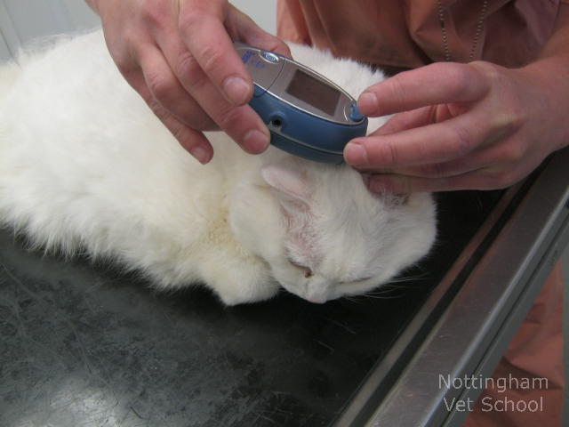 medición de glucosa en gatos con diabetes