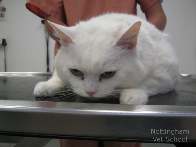 síntomas de la diabetes mellitus en gatos