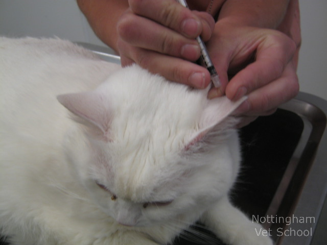 punción de la oreja en un gato con diabetes mellitus