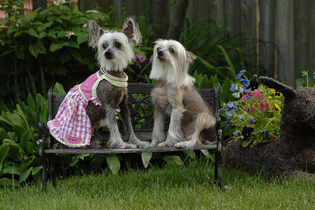 Perro chino crestado con ropa de moda