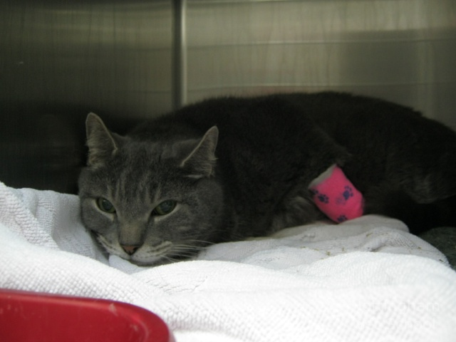 tratamiento de la pancreatitis en gatos