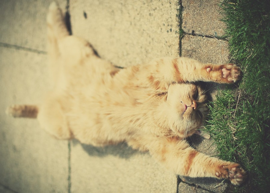 El gato tiene calor en el camino