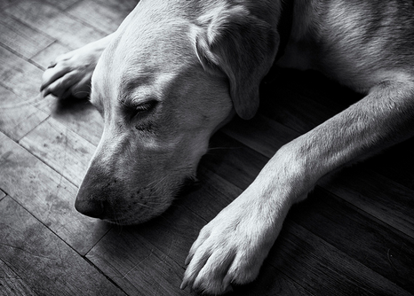 Alergia al pollo en perros