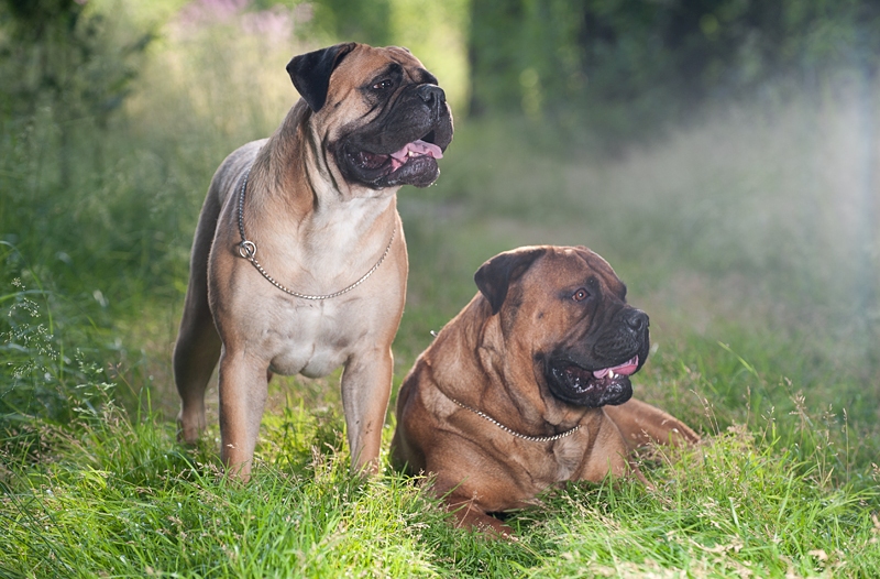 los Bullmastiffs son excelentes guardianes