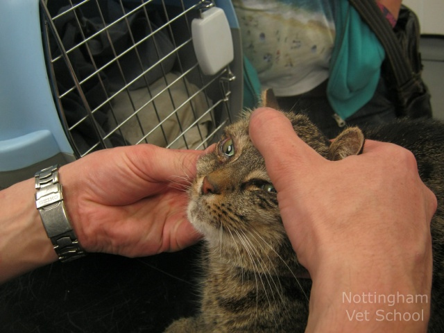 conjuntivitis en gata